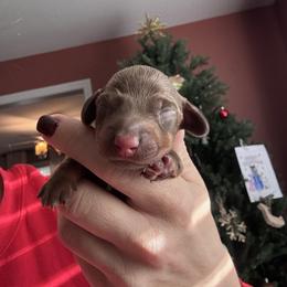 Chocolate and tan male - Chocolate and tan male Dachshund puppy in Indian Trail, North Carolina from Hilda’s Teenie Weenies