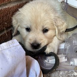 Golden Retriever Puppies from Avalon English Retrievers