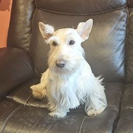 Logan V - Scottish Terrier