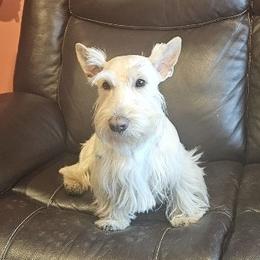 Logan V - Scottish Terrier