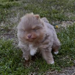 Joe dirt - Lavender male Pomeranian puppy in Fayetteville, North Carolina from Tar-heel Poms