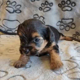 Girl 1 - Black and tan female Yorkipoo puppy in Bartlesville, Oklahoma from Winchester's Magic Yorkipoos & Poodles