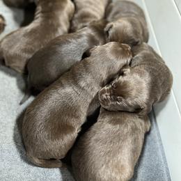 Dilute Retriever and Labrador Retriever Puppies from CKB Labradors