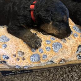 Milo - Black and tan male Airedale Terrier puppy in Huntersville, North Carolina from Cool Hand Luke Kennels