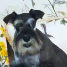 Uhri - Miniature Schnauzer