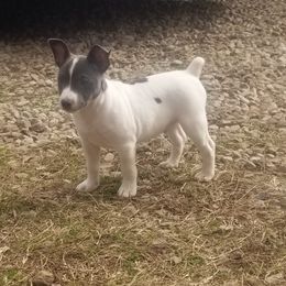 Rat Terrier Puppies from Live Wire Rat Terriers