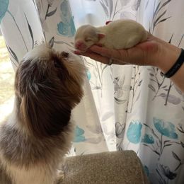 Shih Tzu All Grown Up from Tennessee's Treasured Shih Tzus