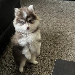 Pomskies from Blue Sky Heaven Pomskies