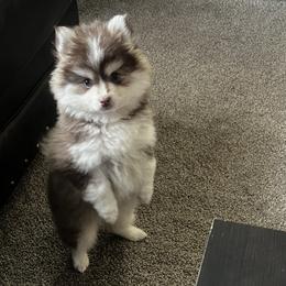 Pomskies from Blue Sky Heaven Pomskies
