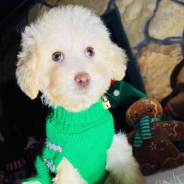 Rudolph - Cream male Maltipoo puppy in Sugar Land, Texas from Celebrity Maltipoos