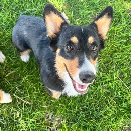Amelia - Pembroke Welsh Corgi