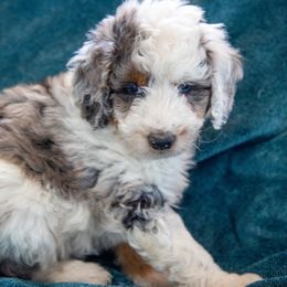 Aussiedoodle and Goldendoodle Puppies from Goldendoodledoo