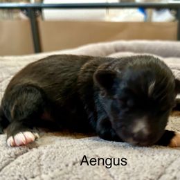 Aengus de La Rive - Black male Pyrenean Shepherd puppy in Ripley, Ohio from La Rive Pyr Sheps LLC