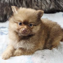 Girl 3 - female Pomeranian puppy in New Orleans, Louisiana from Nathalie's Pomeranians