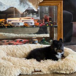 Tri Girl - Black white and tan female Shetland Sheepdog puppy in Lenox, Iowa from Crossroad shelties