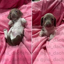 Isabella piebald - Piebald female Dachshund puppy in Tracy, California from JnA Dachshunds