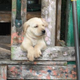 Labrador Retriever Puppies from Labrador Retriever Puppies