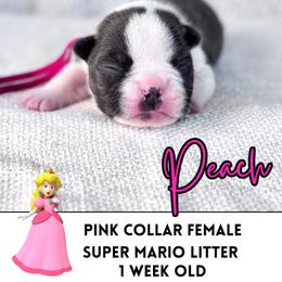 Peach - Blue female Boston Terrier puppy in West Jefferson, Ohio from Kline Kennels