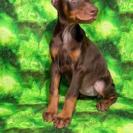 Black - Red and rust female Doberman Pinscher puppy in Louisville, Kentucky from Ruiz Dobermans