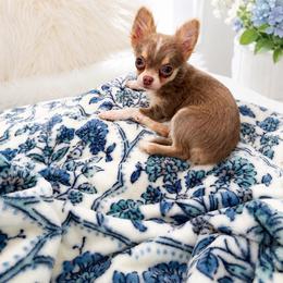 Khloe - Chocolate blue female Chihuahua puppy in Williamsburg, Virginia from PAWSitive Cheeky Chihuahuas