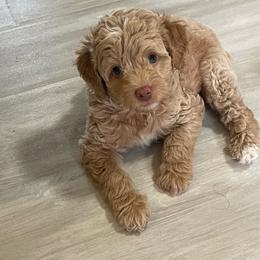 Green Collar - Yellow and white male Bernedoodle puppy in Port Charlotte, Florida from Islands Wheatens and Poodles