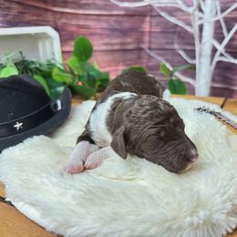 Willie Nelson - Phantom male Poodle puppy in Middlebourne, West Virginia from El Silencio Standard Poodles