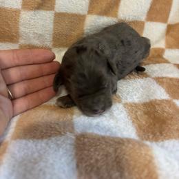Bonanza - Blue merle male Bernedoodle puppy in Holden, Missouri from Mid-West Bernedoodles