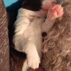 Bordoodle Puppies from Brisby Bordoodles