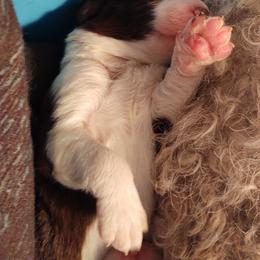 Bordoodle Puppies from Brisby Bordoodles