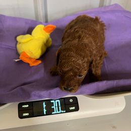 Noel - Red  female Poodle puppy in Lawrenceburg, Tennessee from LUV Poodles and Maltipoos