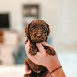 Dove - Chocolate female Goldendoodle puppy in Punta Gorda, Florida from Transformation Acres Goldendoodle