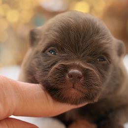 Pinkie Pie - Chocolate female Pomeranian puppy in Gilroy, California from Belt Fed Kennels