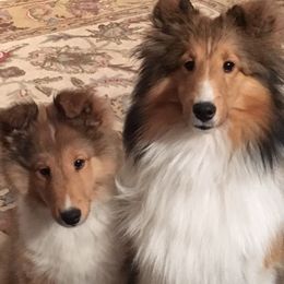 Shetland Sheepdog All Grown Up from Keeara’s Shetland Sheepdogs