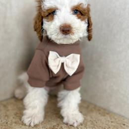 Sneezy - Parti male Goldendoodle puppy in Warsaw, Ohio from Lovabledoodles