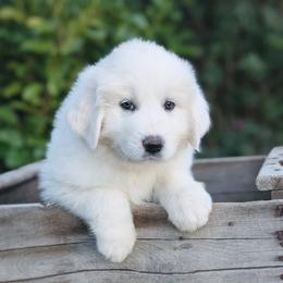 Pink - White female Great Pyrenees puppy in Yakima, Washington from Naches Heights Ranch