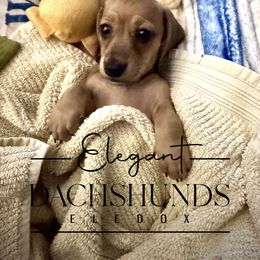 Charley - Cream female Dachshund puppy in Washington, North Carolina from Elegant Dachshunds-Eledox
