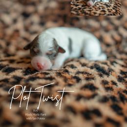 Plot Twist - Blue merle male Aussiedoodle puppy in Inman, South Carolina from Dark Corner Doodles