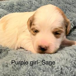 Purple collar girl - Parti female Goldendoodle puppy in Vian, Oklahoma from Dog Days Doodles