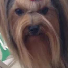 Yorkshire Terriers from Trinity Yorkshire Terriers