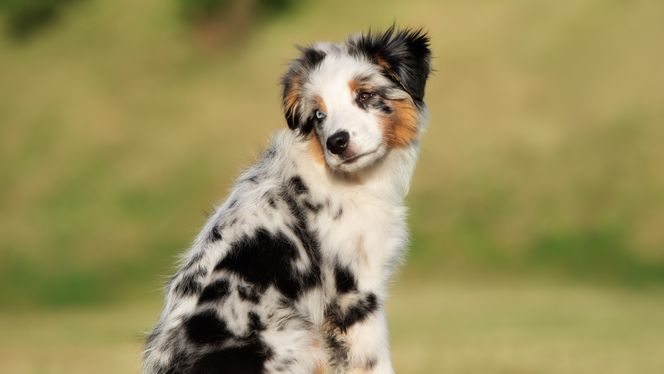 Miniature Australian Shepherd