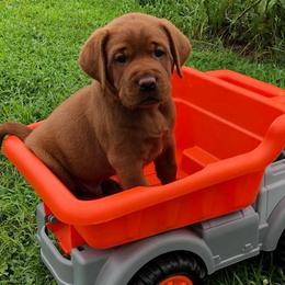 Labrador Retriever Puppies from Terracotta Treasures Labradors