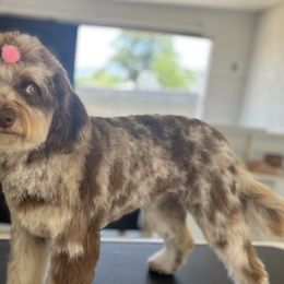 Aussiedoodles and Poodles from BoujeeDoodles