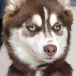 Pomskies from Puppy Pack