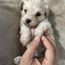 Coconut Cream 'Coco' - White female Morkie puppy in Tucson, Arizona from Sun-Kissed Morkies
