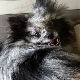 Abby - Pomeranian