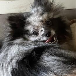 Abby - Pomeranian