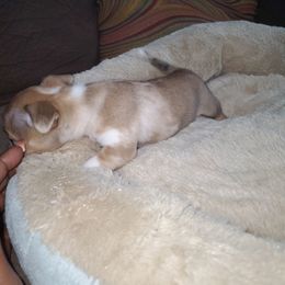 Chihuahua Puppies from Maldonado Pet Life Breeder LLC.