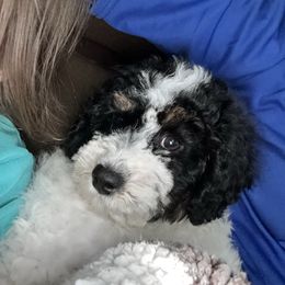 Tux - Tri-color male Cavapoo puppy in Ville Platte, Louisiana from The Barkery