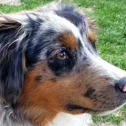 Miniature American Shepherds from By Good Grace Miniature American Shepherds