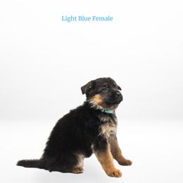Light Blue Female - Black and red female German Shepherd puppy in Kamas, Utah from Uinta Mountain Shepherds